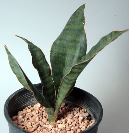 Mother-in-laws Tongue